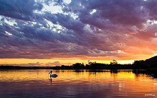 panoramic photography of swimming silhouette of long-beaked bird at sunset
