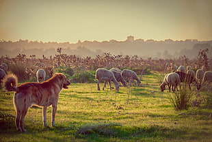 short-coated tan dog with herd of sheep
