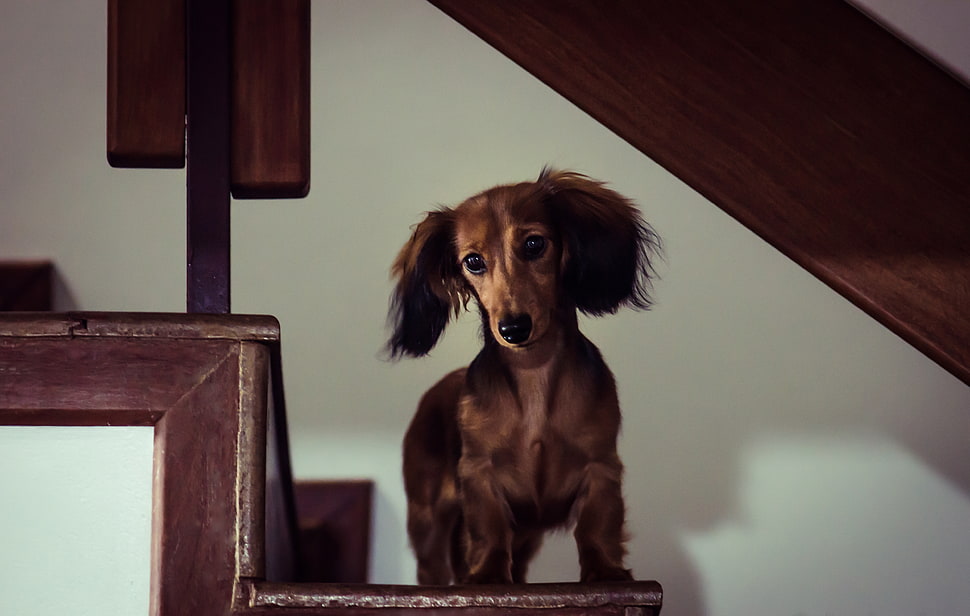 wire haired dachshund on stairs HD wallpaper