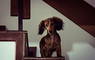 wire haired dachshund on stairs HD wallpaper