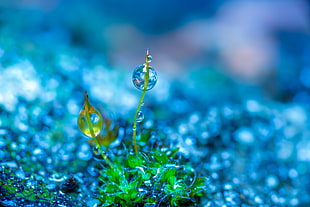 selective focus photography of green leaf grass with water drop