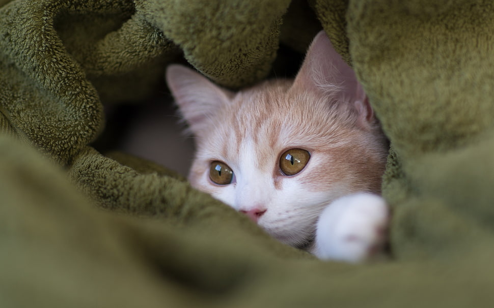 orange tabby kitten HD wallpaper