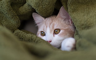 orange tabby kitten