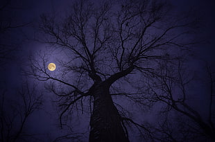 bare tree under full moon HD wallpaper