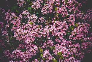 pink cherry blossom tree HD wallpaper