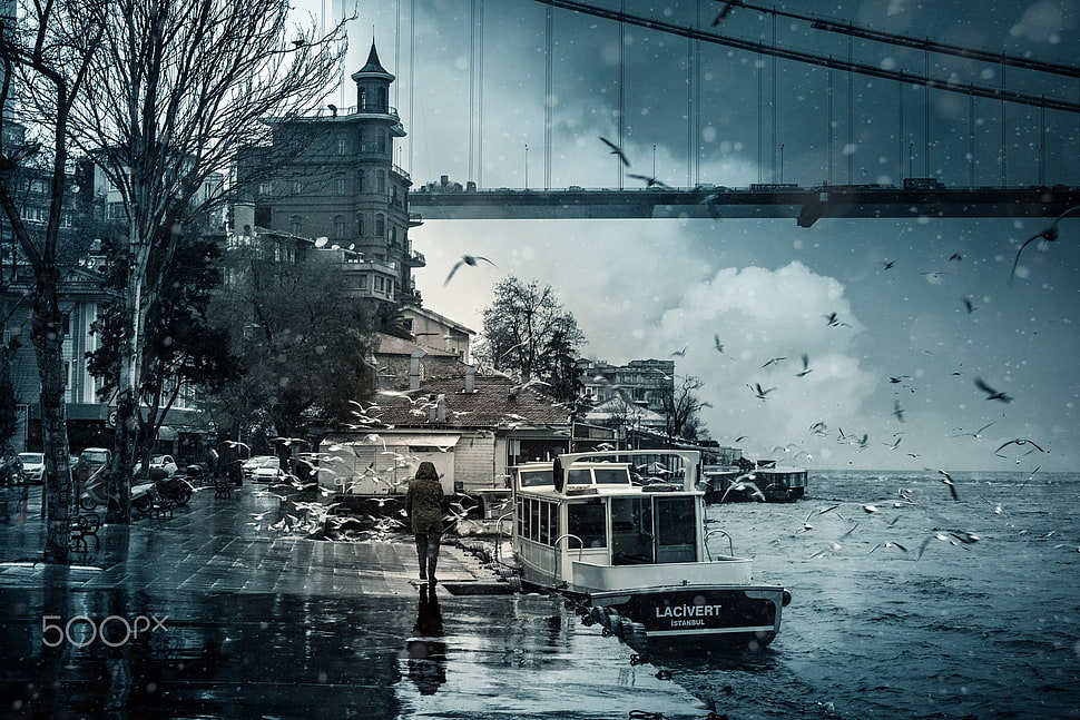 view of bridge and flight of birds, photography, Istanbul, Turkey, Bosphorus HD wallpaper