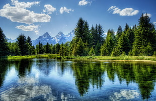 reflection of green tall trees and clouds on body of water during daytime HD wallpaper