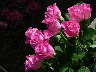 pink roses, nature