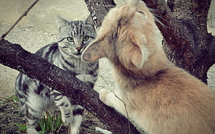 silver tabby cat and orange tabby cat HD wallpaper