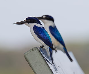 blue and white long beaked bird macro shot photography HD wallpaper