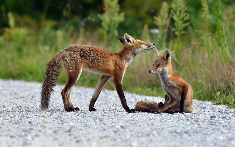 two animal on gray sand HD wallpaper
