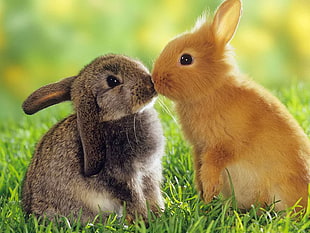 shallow focus photography of gray and orange rabbits kissing during daytime