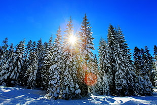 low angle photography of pine tree cover by snow
