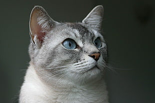 white and grey short-fur cat in close-up photo