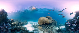 school of gray fishes swimming near corals underwater, underwater