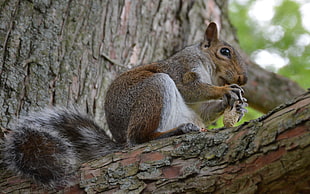 squirrel eating nut on tree
