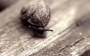 brown snail, snail, macro, animals, sepia HD wallpaper