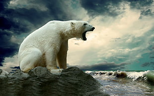 polar bear, polar bears, animals HD wallpaper