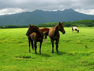 two black-and-brown horse, horse, grass, animals