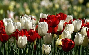 bed of white and red tulips HD wallpaper
