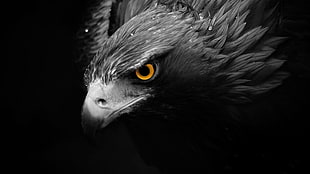 selective color photography of eagle