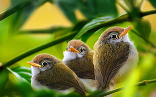 shallow focus photography of three brown-and-white feathered birds on tree branch during daytime