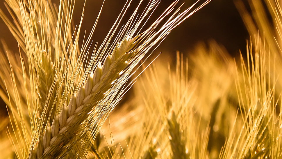 brown wheat selective focus photograpy HD wallpaper