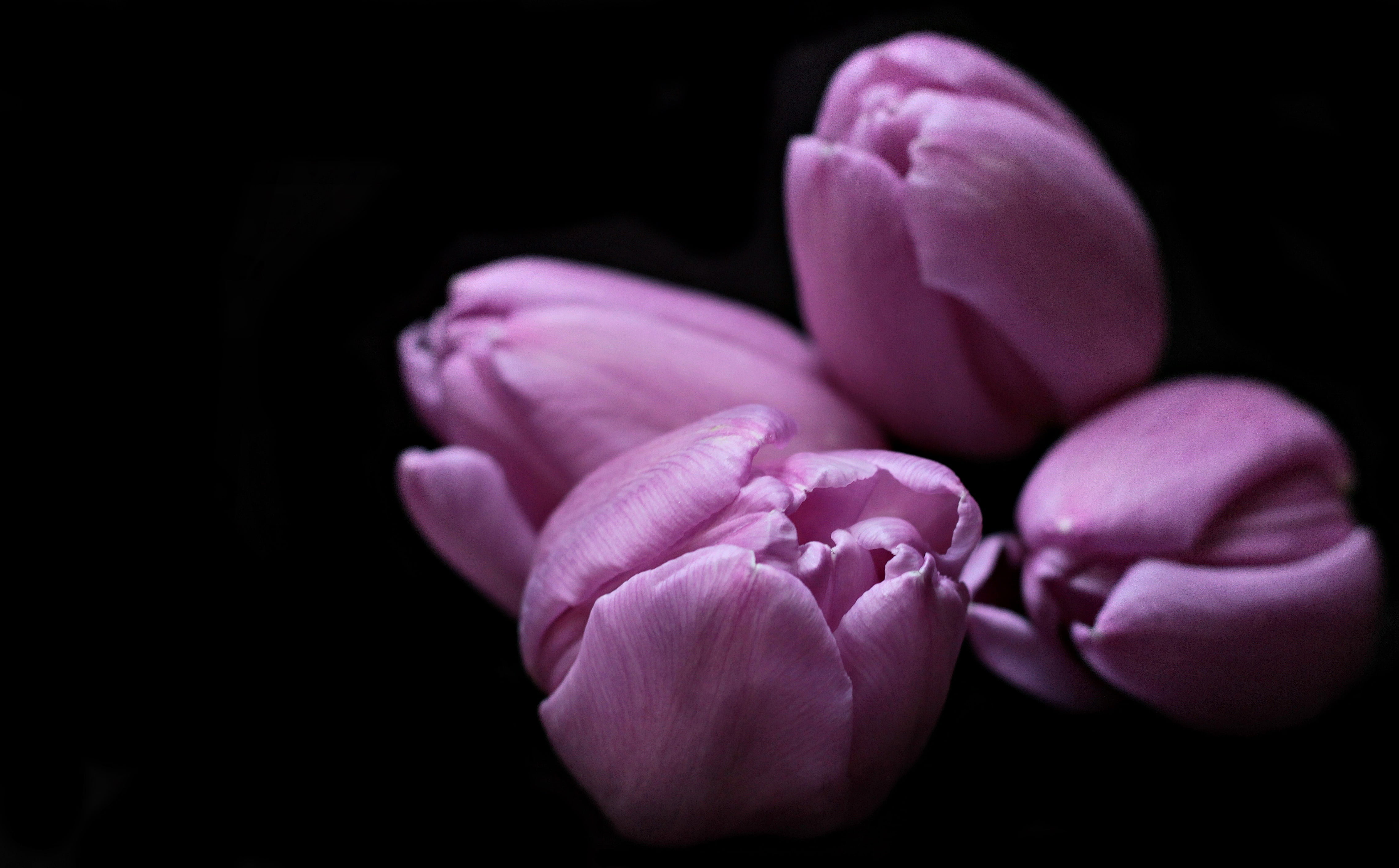 four purple petaled flowers