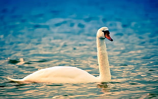 animal photography of white swan on body of water