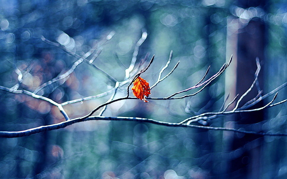 shallow focus photography of tree branch during daytime HD wallpaper