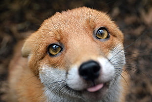 closeup photo of fox HD wallpaper