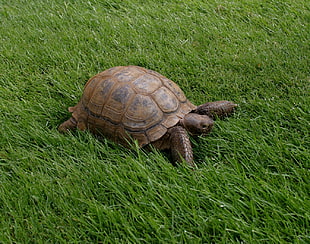 brown turtle, nature, animals, turtle