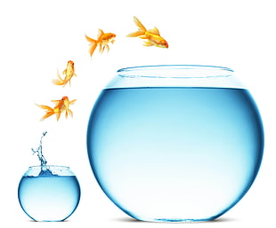 four gold fishes jumping to glass fish bowl illustration HD wallpaper