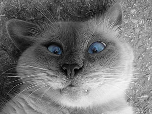 grayscale photo of short-haired cat, selfies, cat, selective coloring, animals