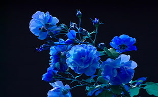 blue petaled flowers covered by dark surface