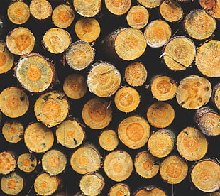 pile of wood logs, pattern, tree trunk HD wallpaper