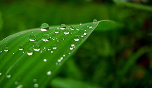 water drops on a leaf close up photo