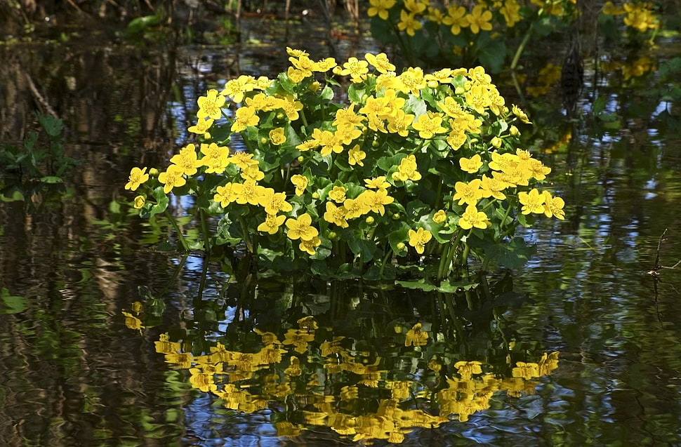 photo of yellow petaled flowers near body of water HD wallpaper