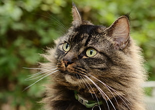 close-up photo of brown and gray cat