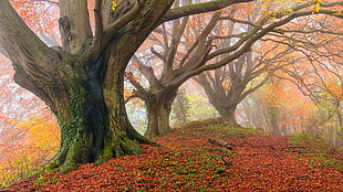 brown tree trunk, nature, trees, landscape HD wallpaper