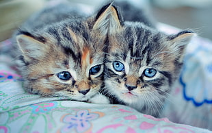 two silver Tabby kittens HD wallpaper