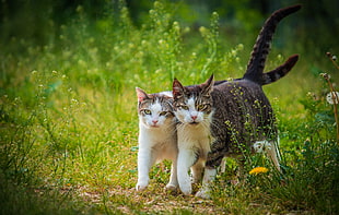 selective focus photography of two cats on grass field