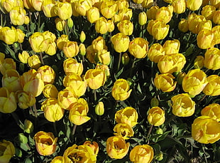 field of yellow flowers HD wallpaper