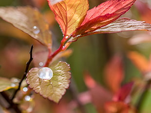 macro photography of water dew on red leaf plant