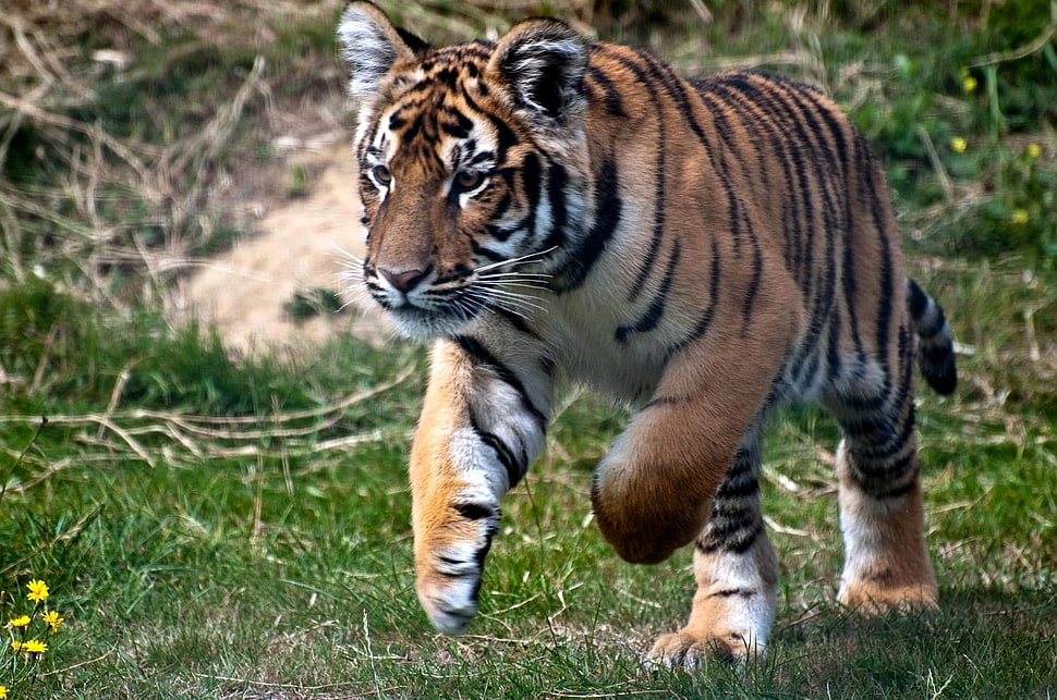 Tiger on field HD wallpaper