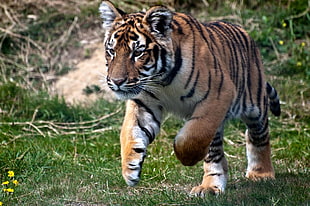 Tiger on field