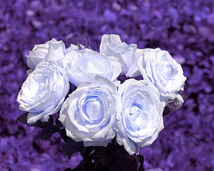 white Peony flowers