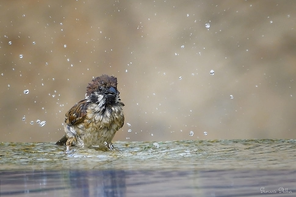 brown Sparrow bird on water at daytime HD wallpaper