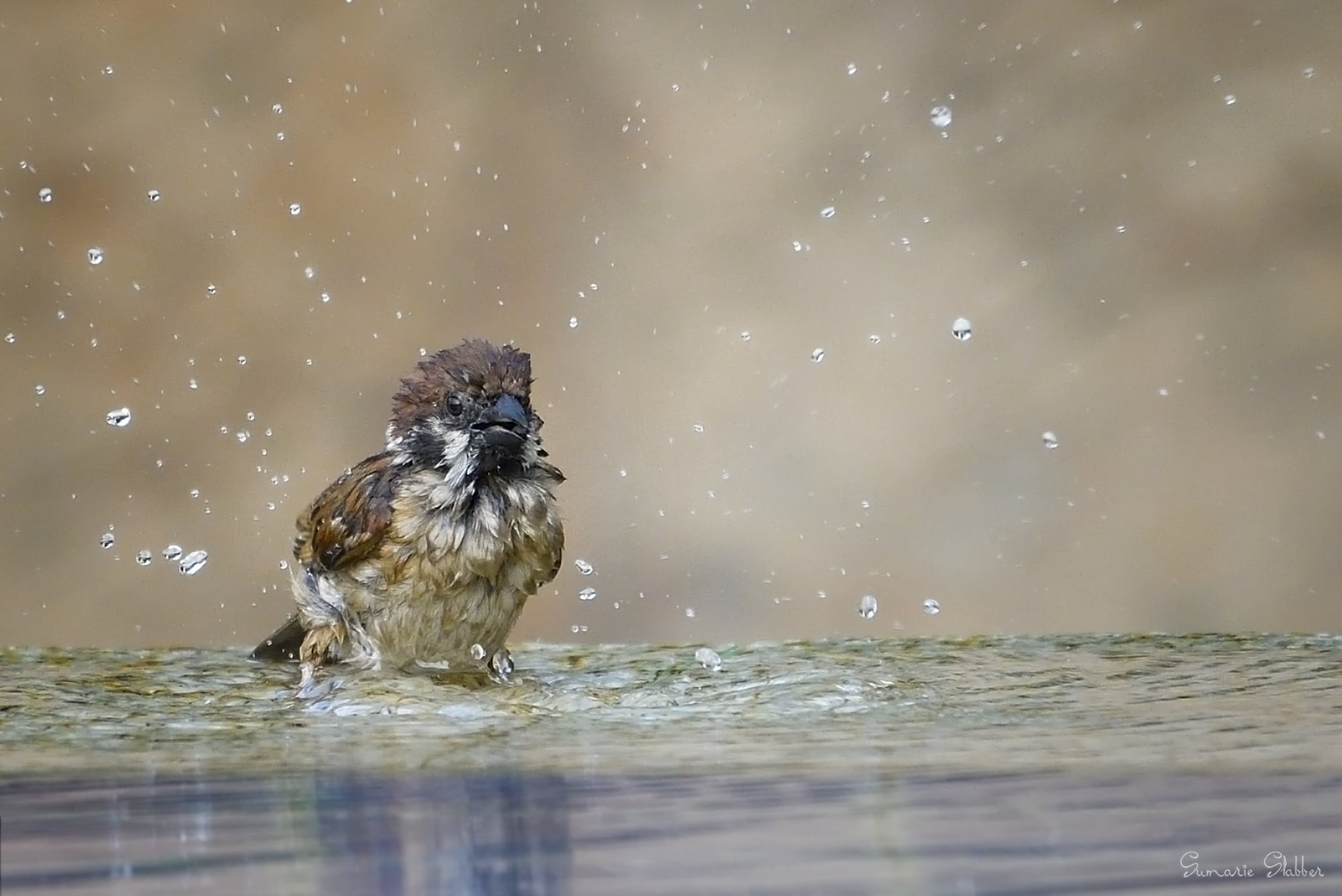 brown Sparrow bird on water at daytime
