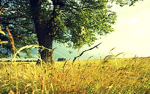 green leaf tree on grass field